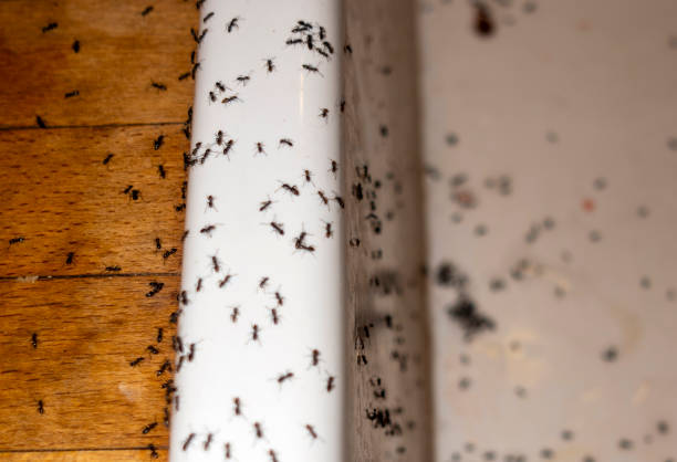 Best Pest Inspection Near Me  in Georgiana, AL