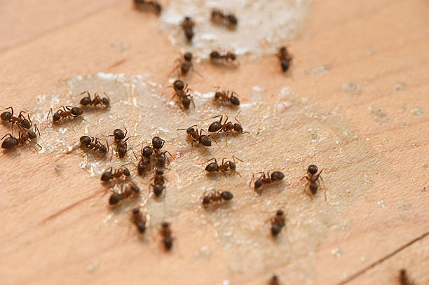 Reliable Georgiana, AL Pest Control Solutions