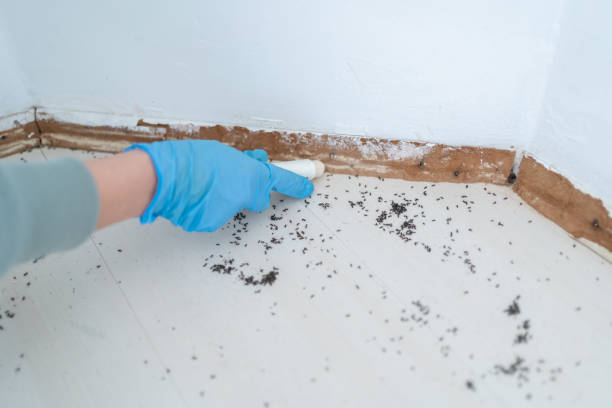 Insect Control in Georgiana, AL